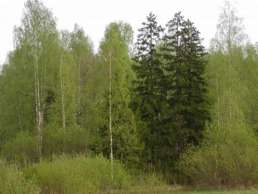 30294 (a): :1024x768